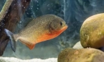 Piranha običan